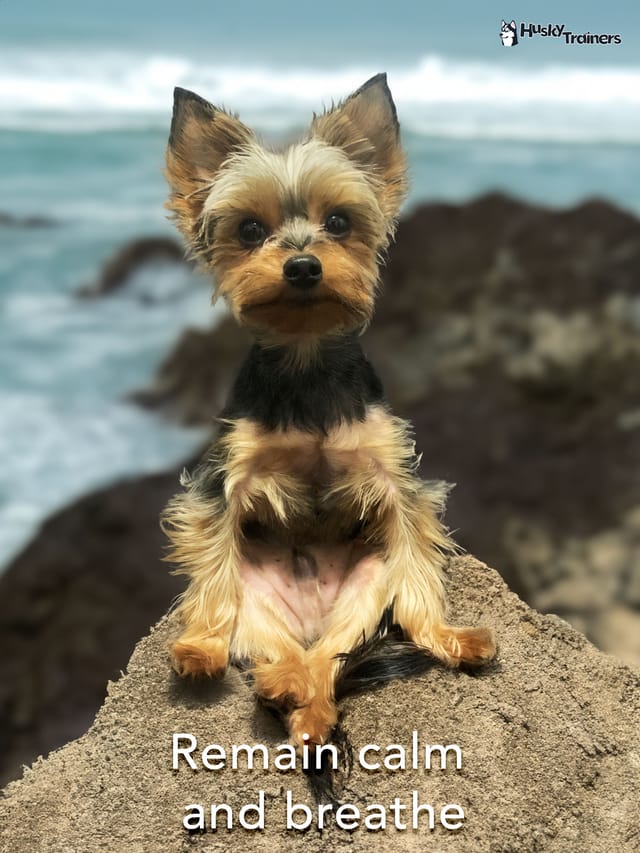 Meditation for Dog Owners