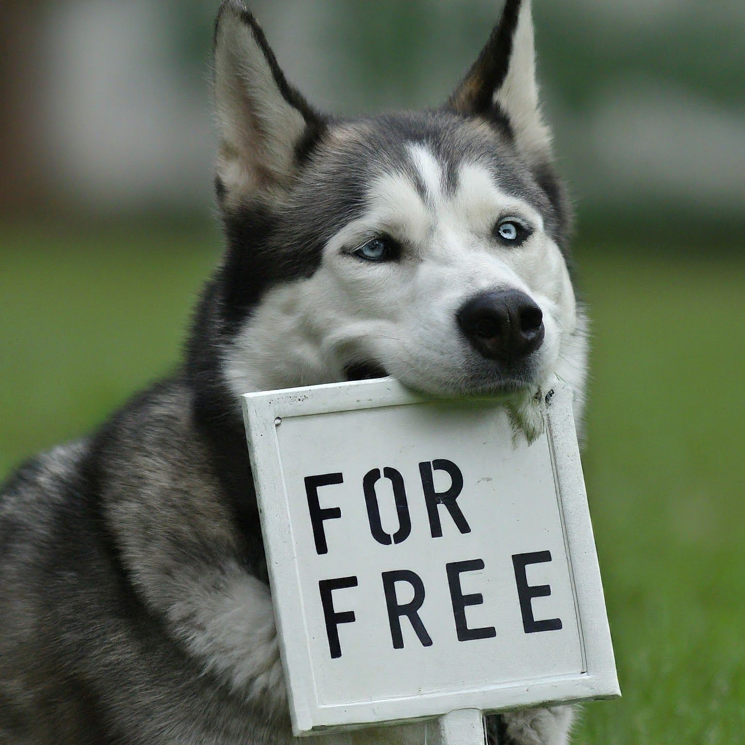 Siberian Husky Holding a white sign with black letters that say "For Free" to subscribe to dog training email newsletter.