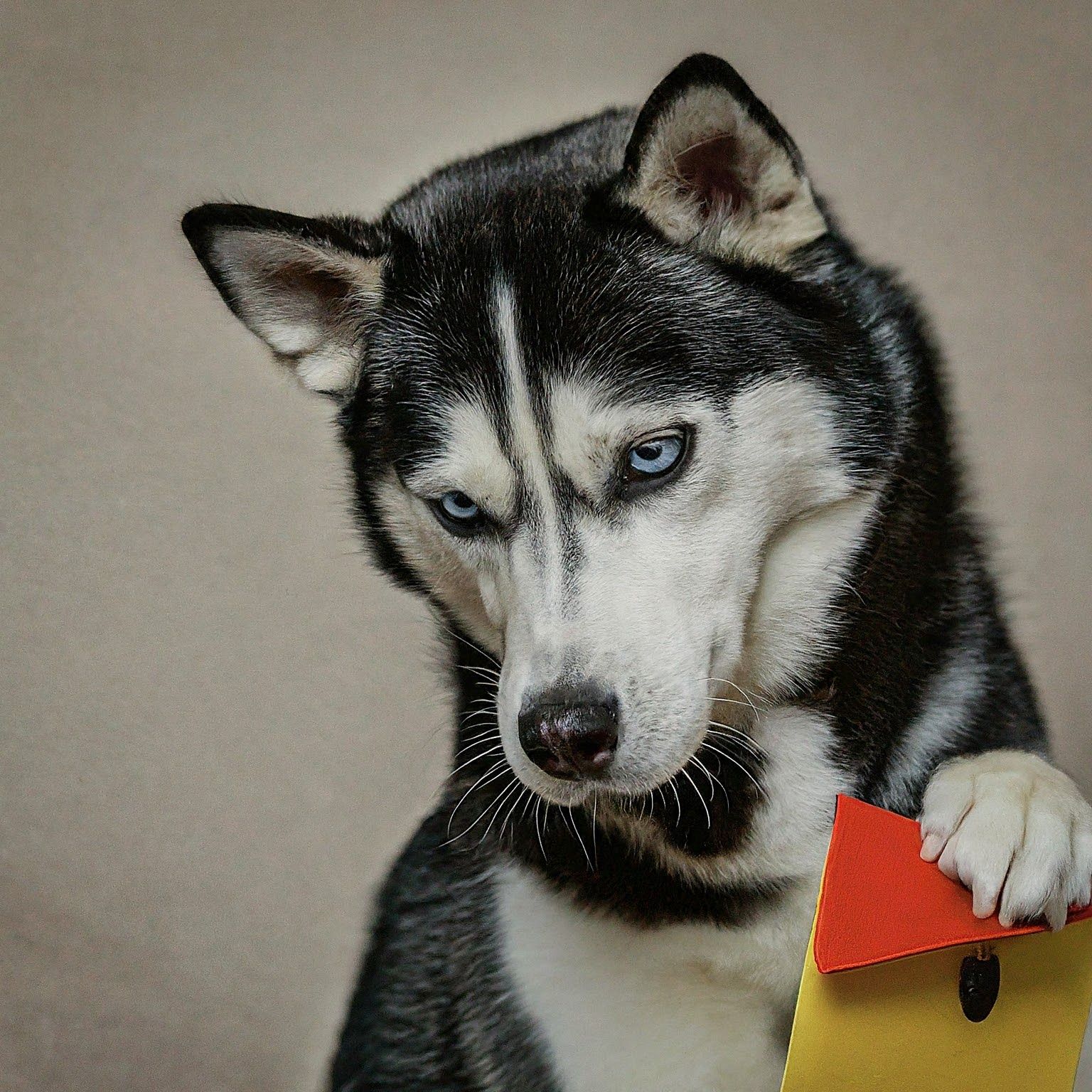 Siberian Husky Holding an envelope with its left paw to subscribe to dog training email newsletter.