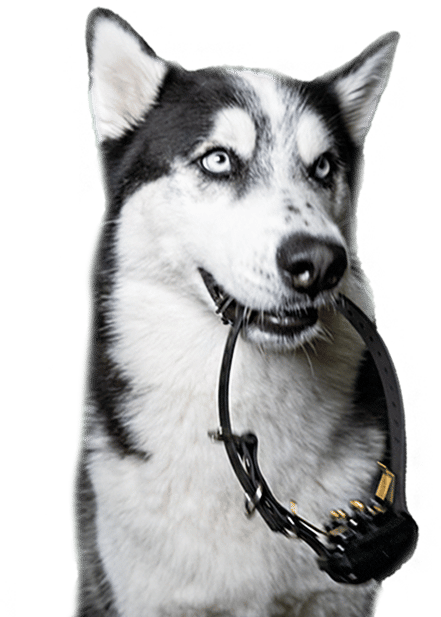 Siberian Husky Dog Training in Florida