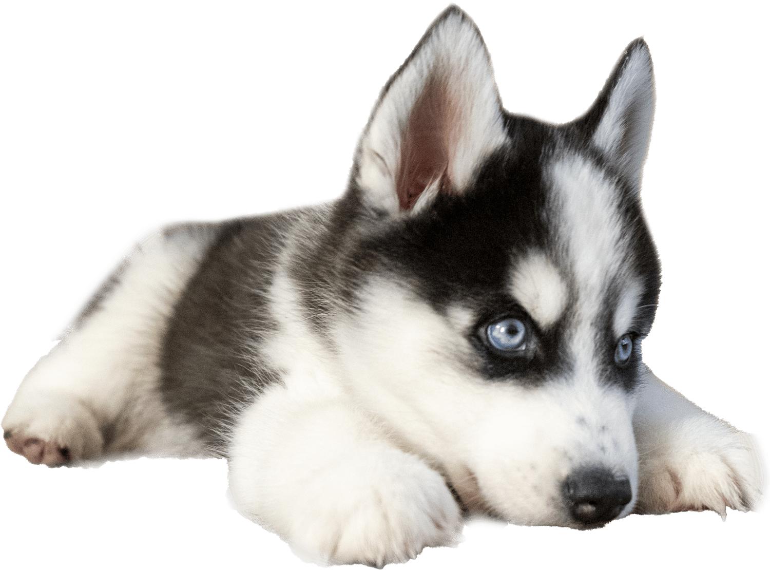 Consultation Call for Siberian Husky Dog Training