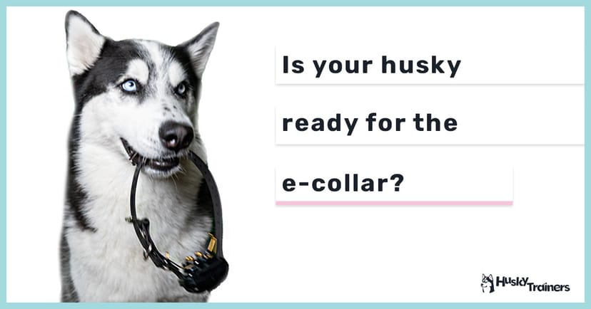 Is your husky ready for the e-collar