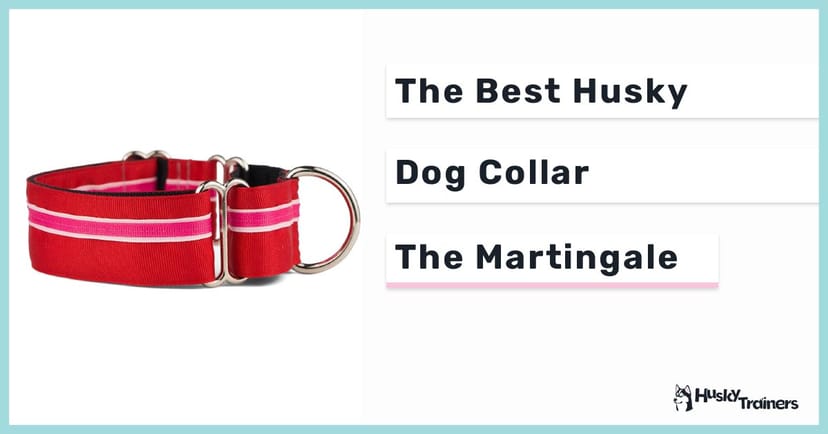 Best Husky Dog Collar the Martingale