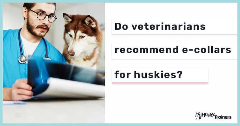 E-collars-veterinarians